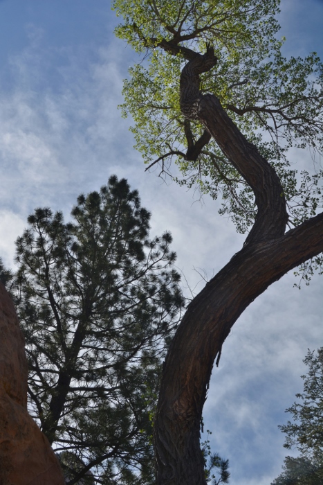 Along the Middle Fork of the Taylor Creek Trail